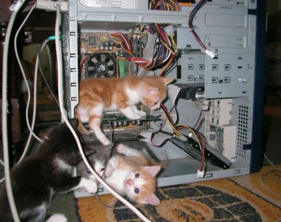jaxdrc_tech_kittens.jpg
